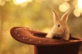 /album/galerie-photos/lapin-chapeau-jpg/
